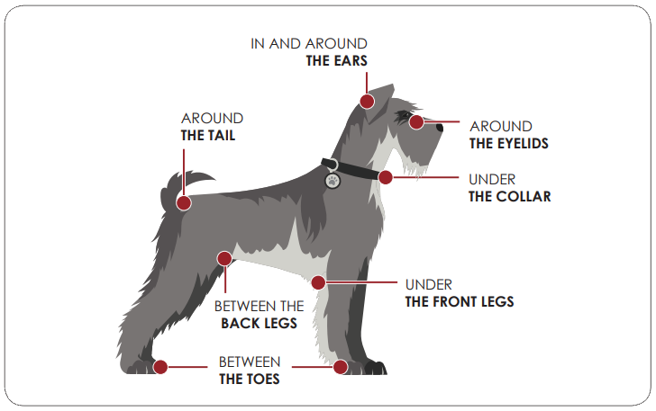 cdc image on how to check your pet for ticks