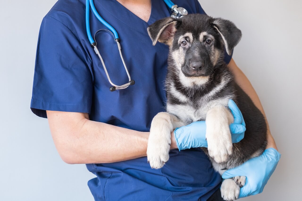 puppy having surgery