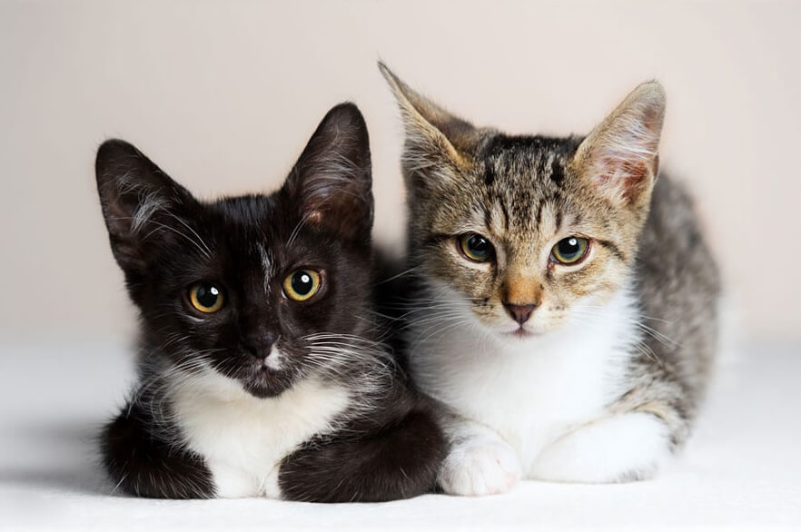 two cats sitting closely 