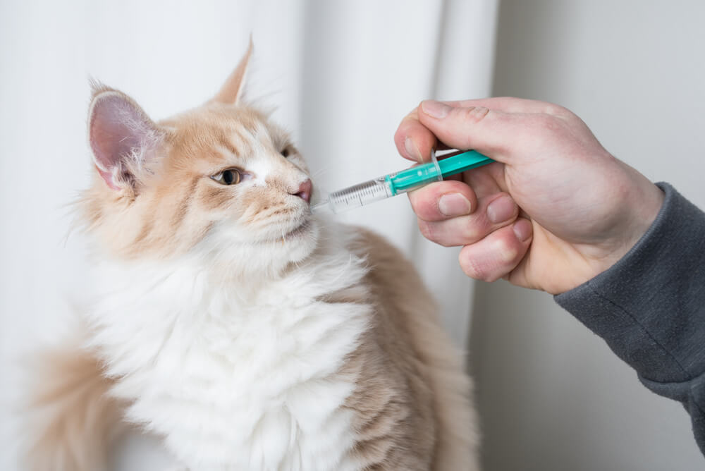 Cat getting medicine from human