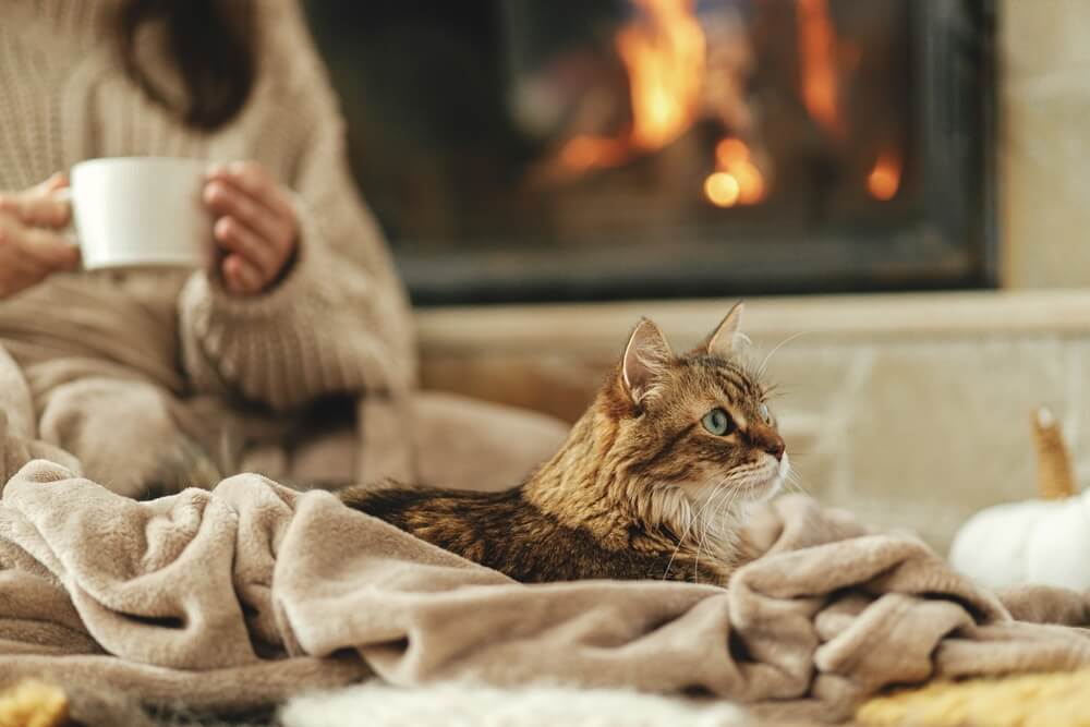 cat sitting in front of a fire