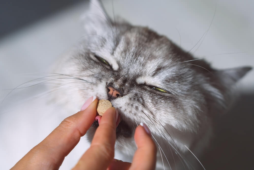 cat taking medicine