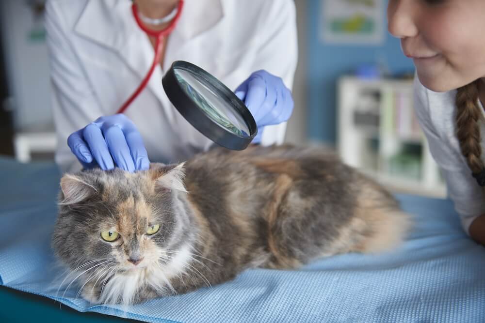 cat getting skin checked