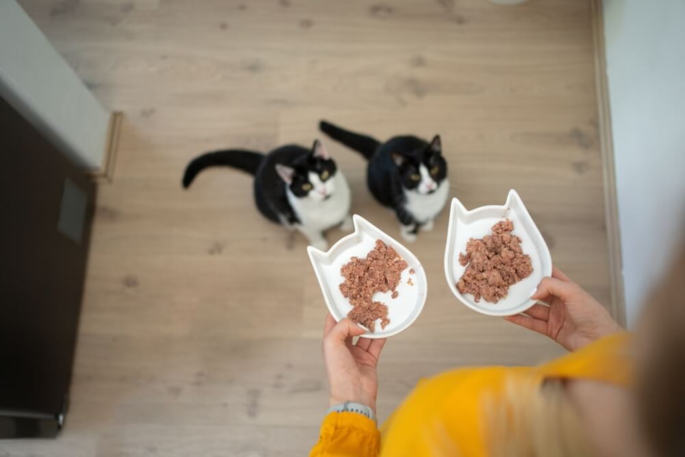 cats waiting for food