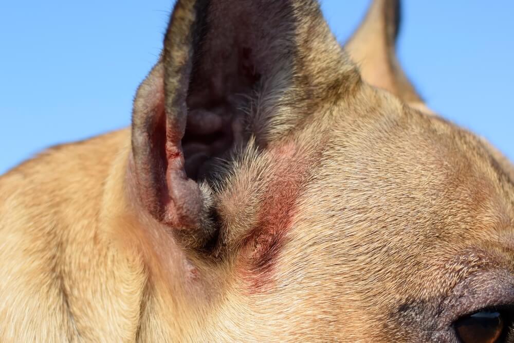 boxer terrier ear with skin condition