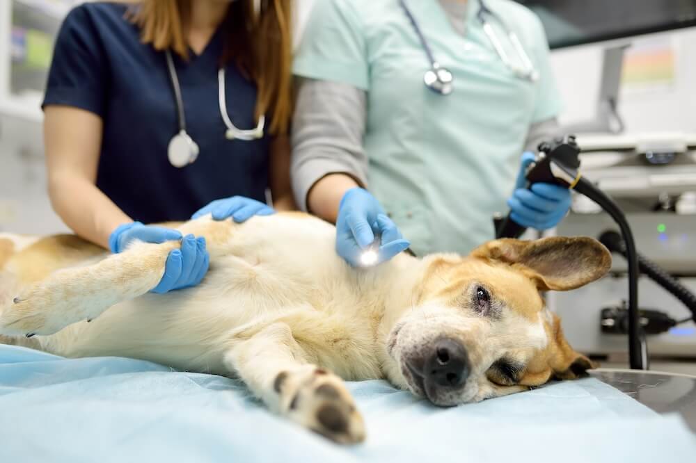 dog getting laser