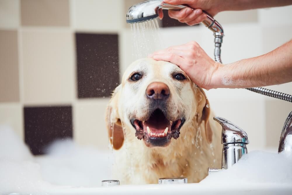 dog being bathed