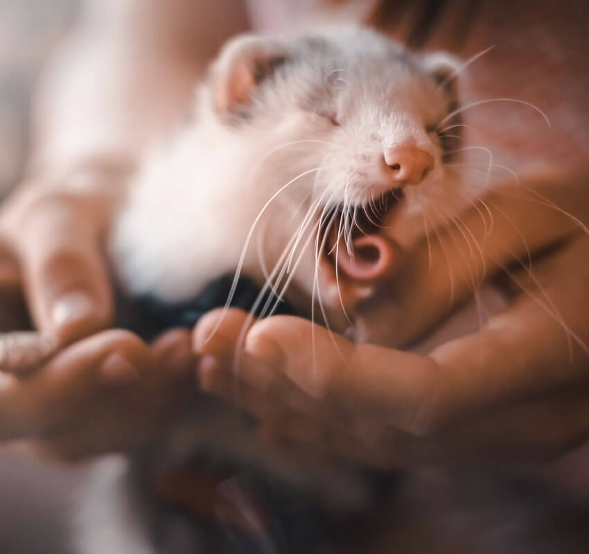 ferret yawning