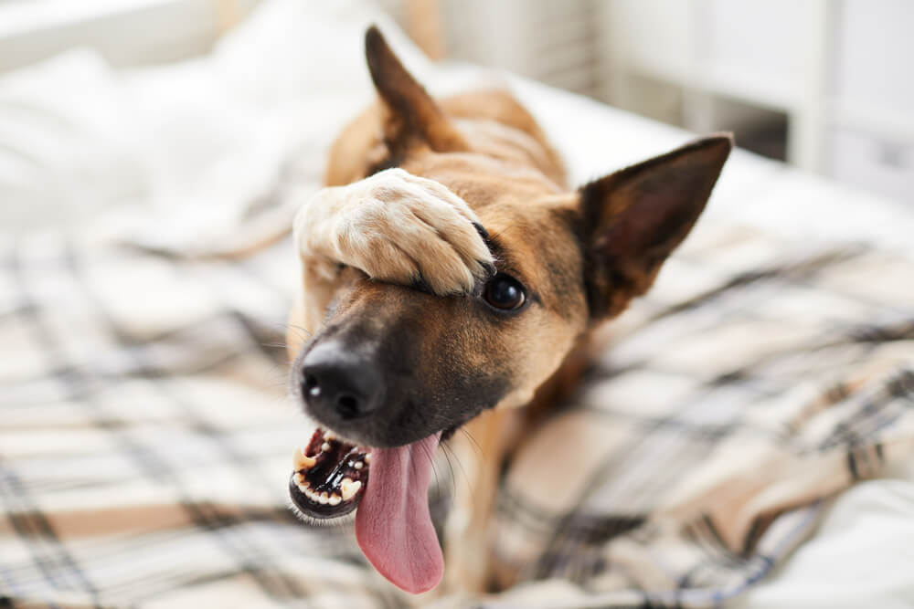 dog covering eyes with paw