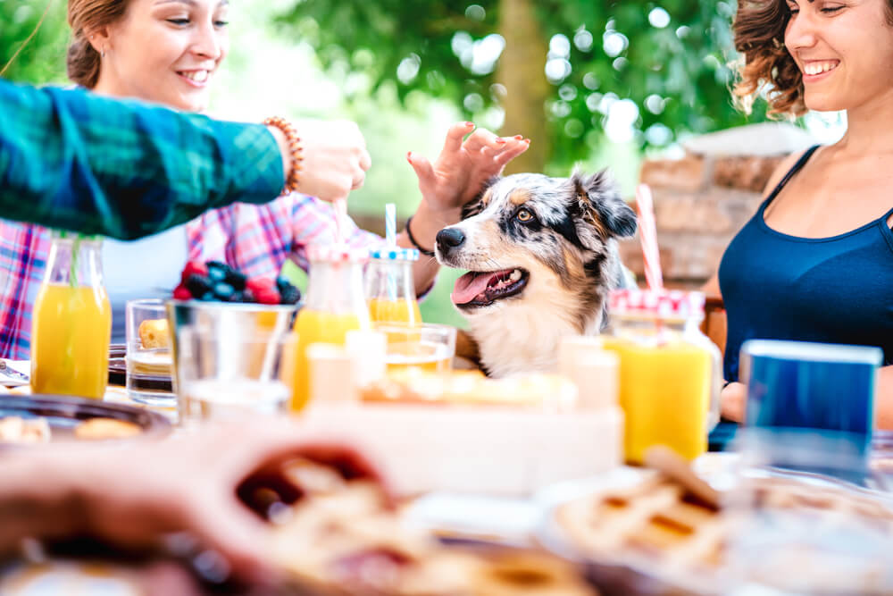 picnic with pets