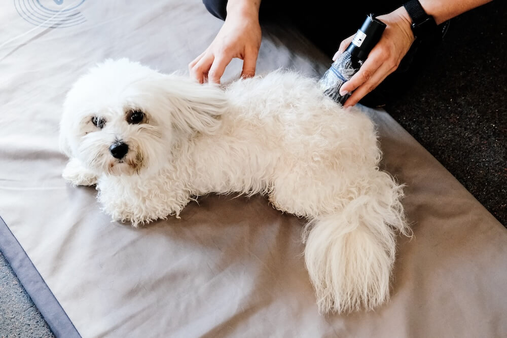 poodle getting laser