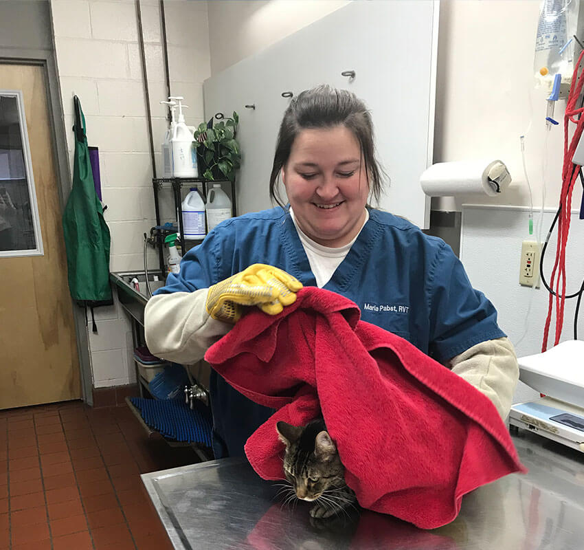 vet tech cleaning cat