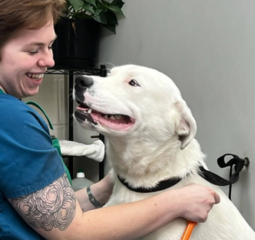 dog with vet