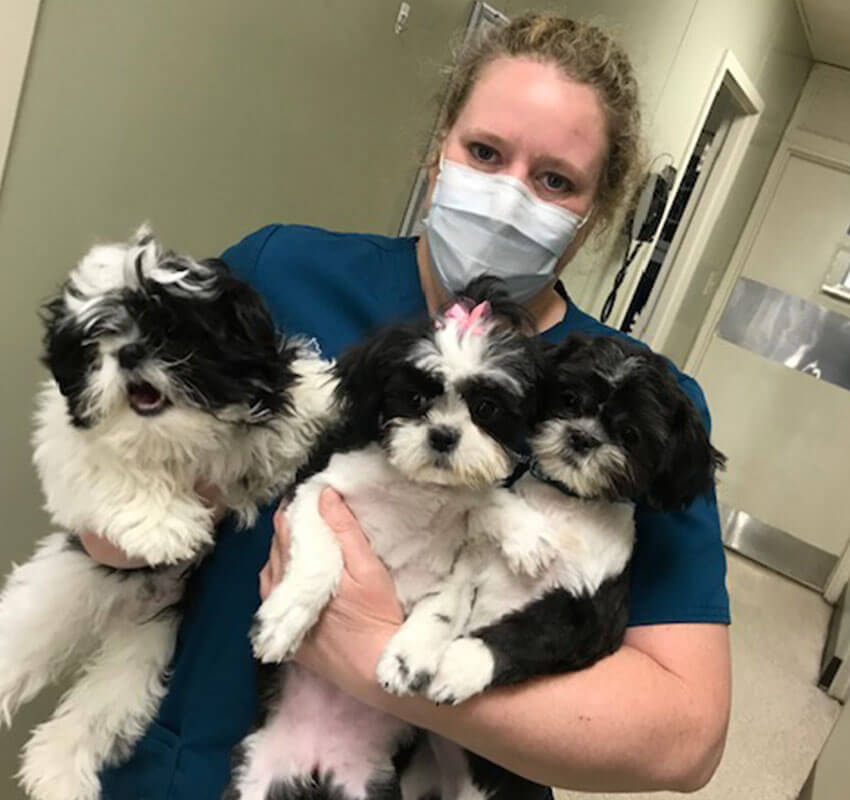 Vet with three dogs