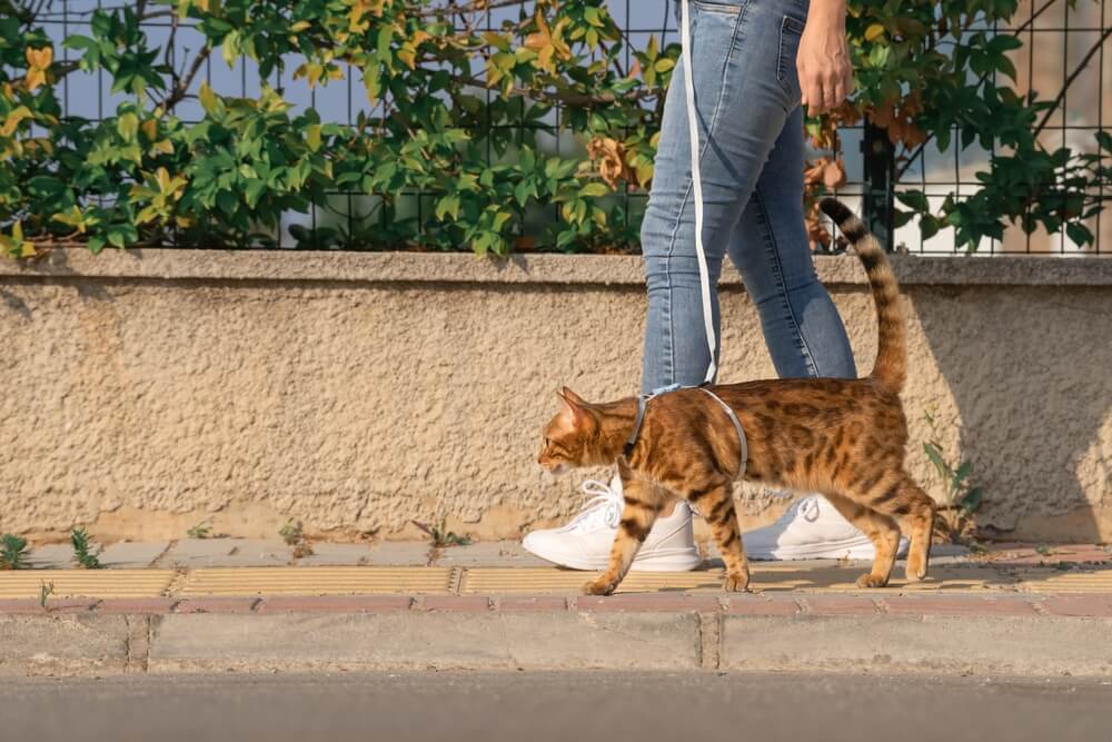 walking a cat