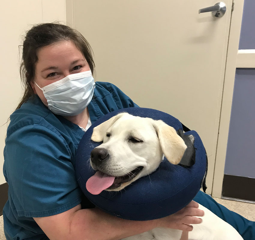 vet with Labrador dog