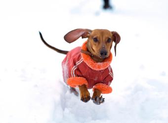 Your Guide to Winter Pet Care