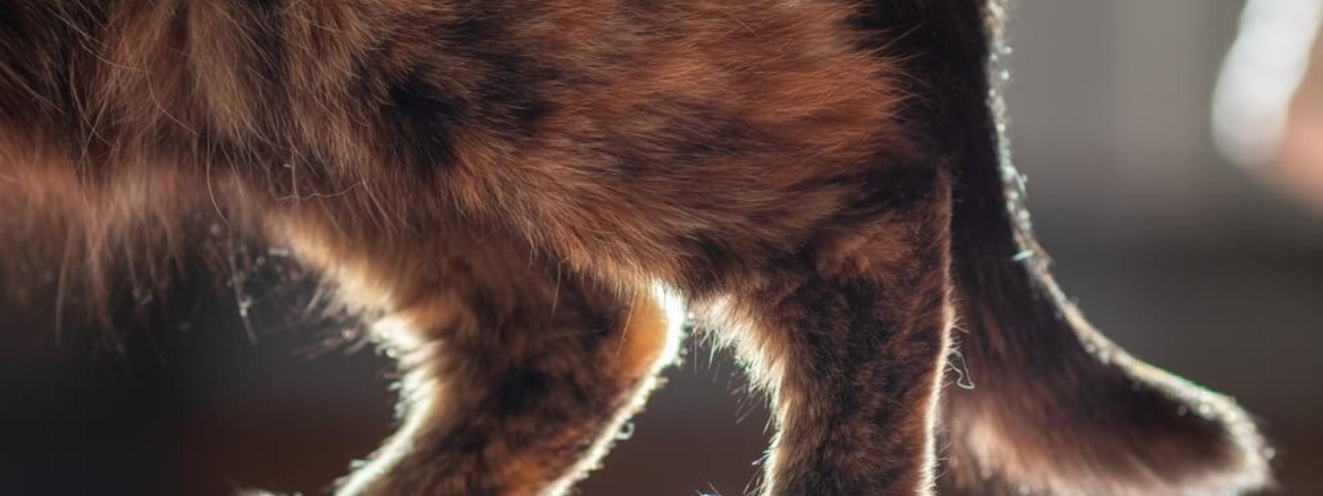 picture of cats back legs - cat has arthritis