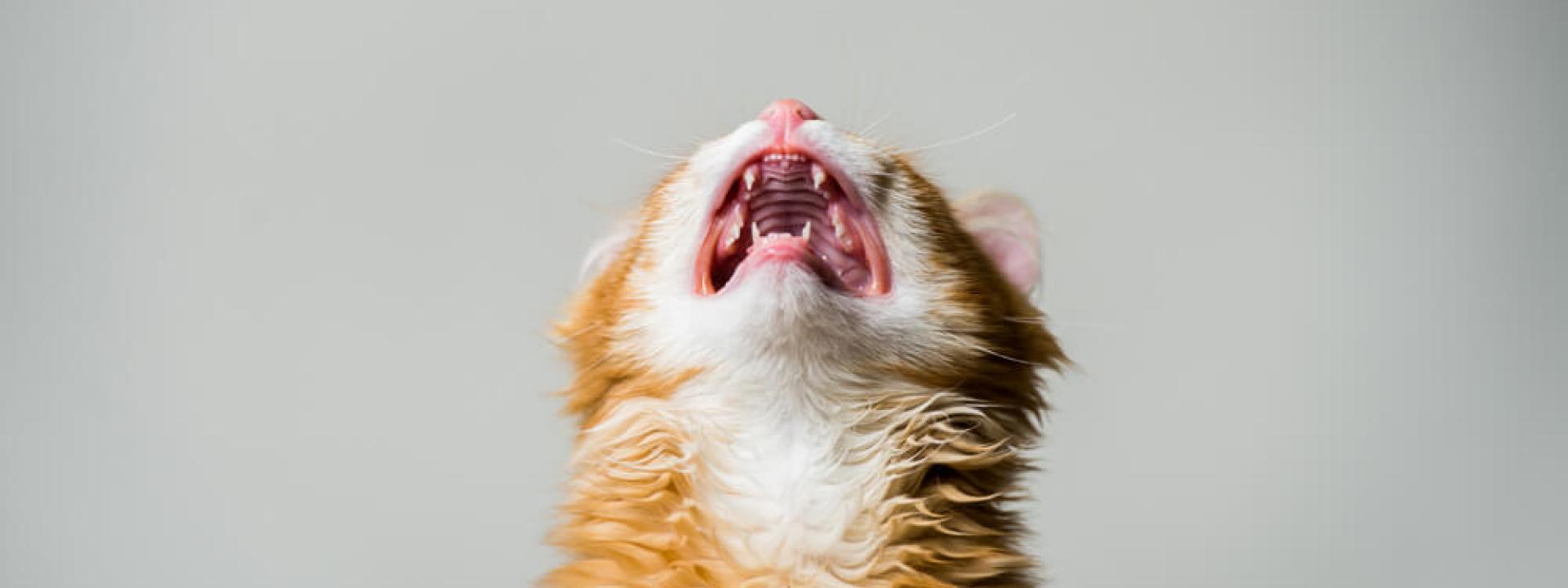 cat showing teeth