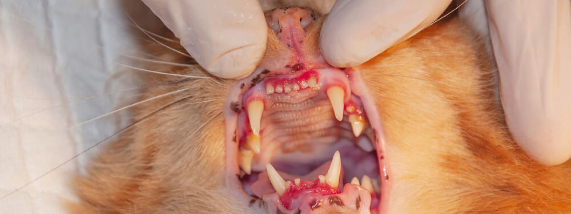 cat showing teeth