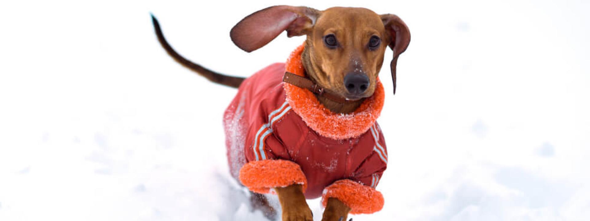 daschund in snow