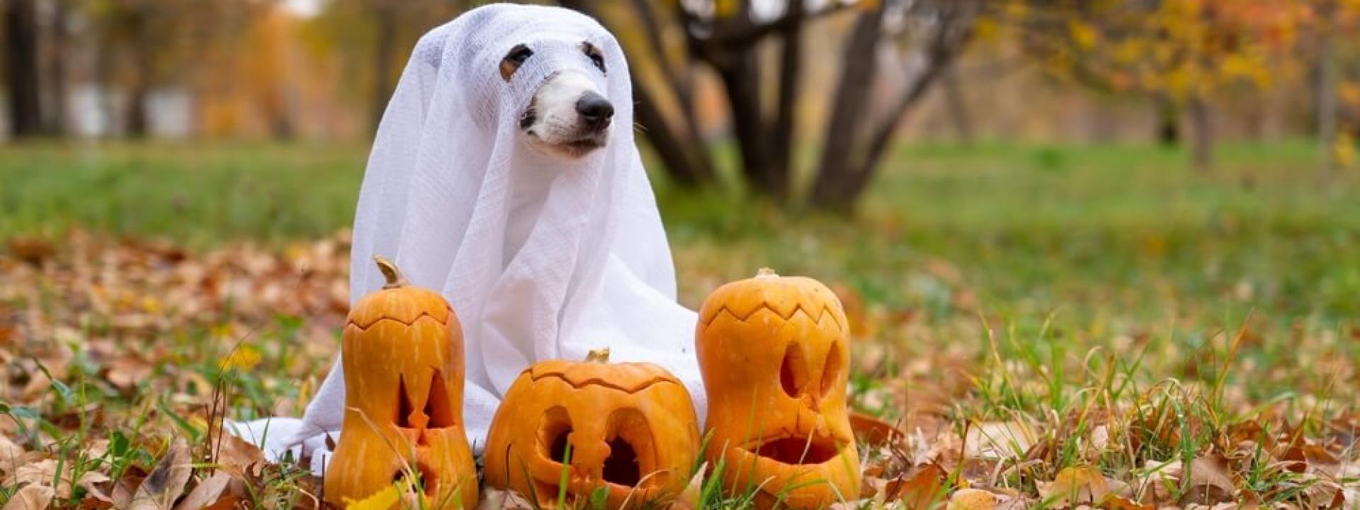 halloween ghost dog 